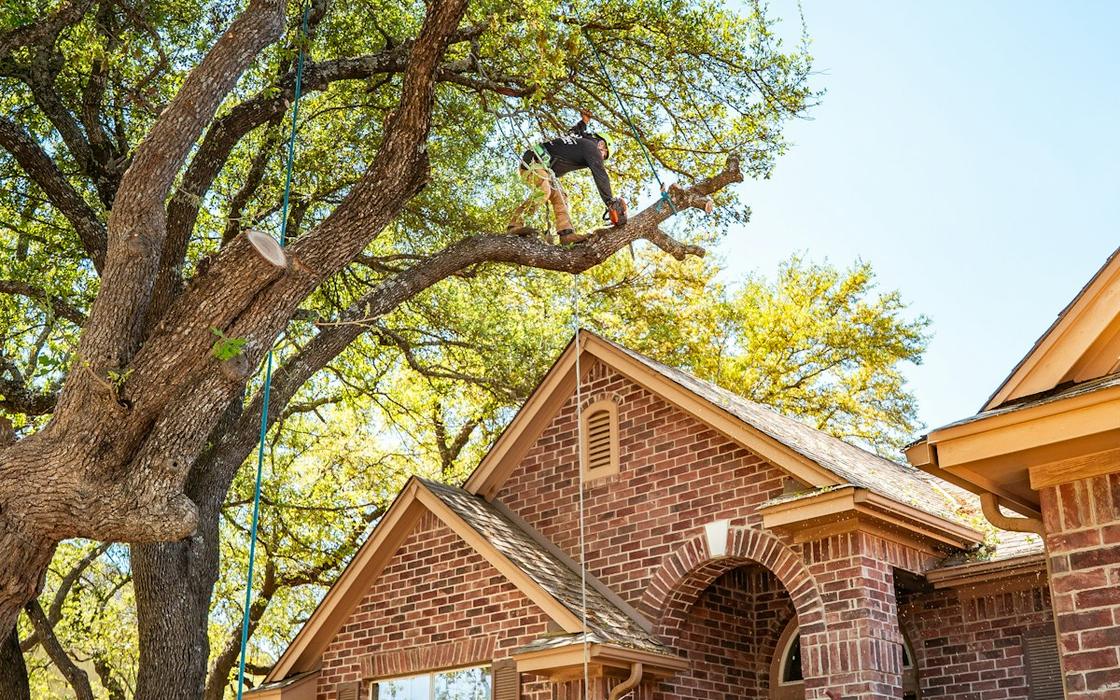 Tree crew pruning a large shade tree beside a brick home in MetroWest Massachusetts