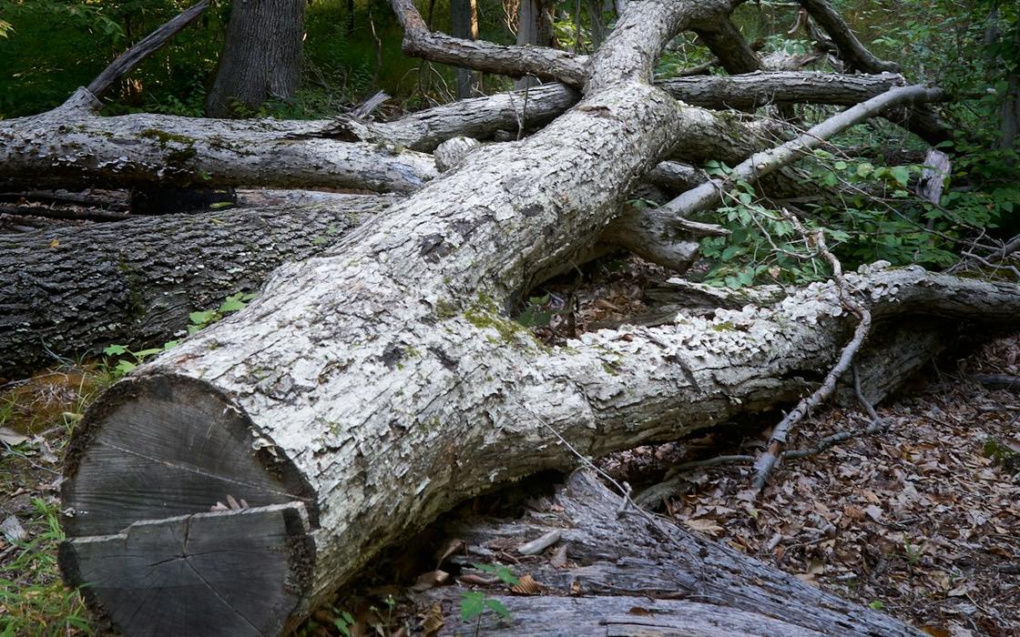 Dead ash trunk lying in the woods with bark falling away