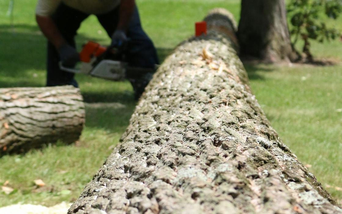Tree trunk cut into sections on a lawn after a removal in Framingham
