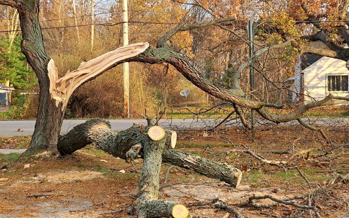 Storm-broken tree with a split trunk beside a road