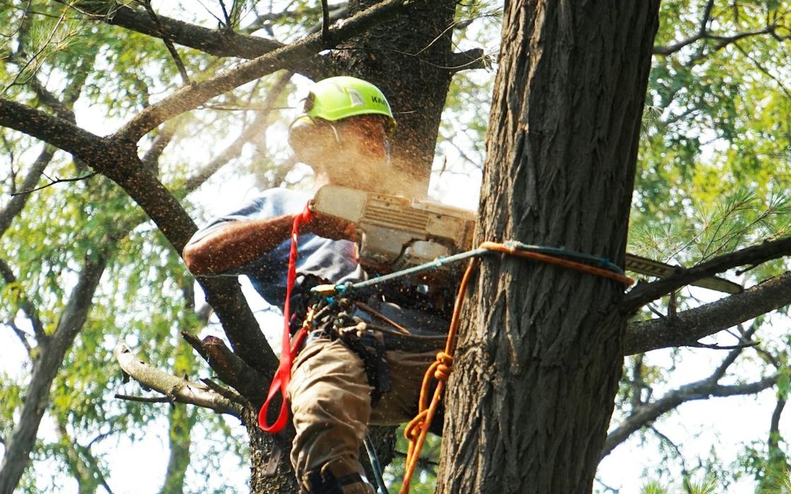 Arborist climbing a tree with ropes to prune limbs