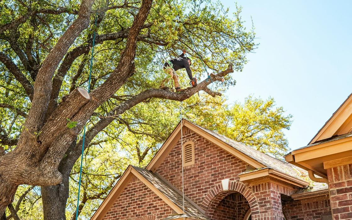 Tree crew pruning a large shade tree next to a brick house