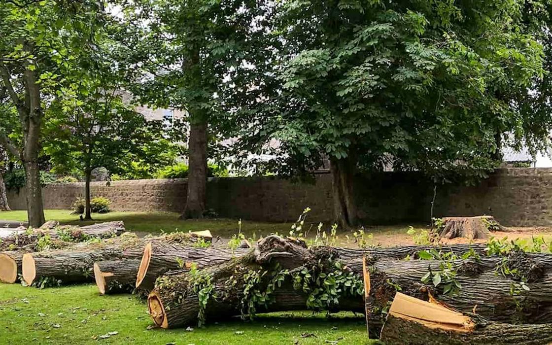 Partially cleared wooded backyard lot in North Framingham ready for an addition