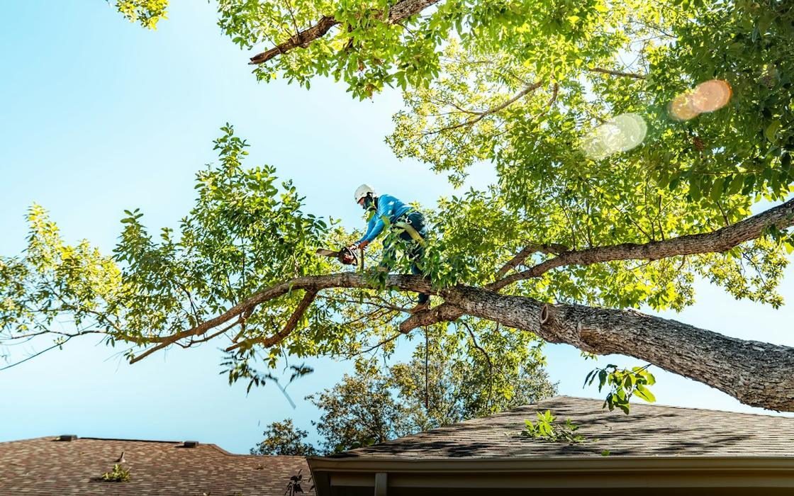 Tree service crew working on a residential property in Wellesley, MA