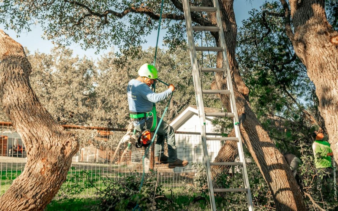 Tree service crew working on a residential property in Sherborn, MA