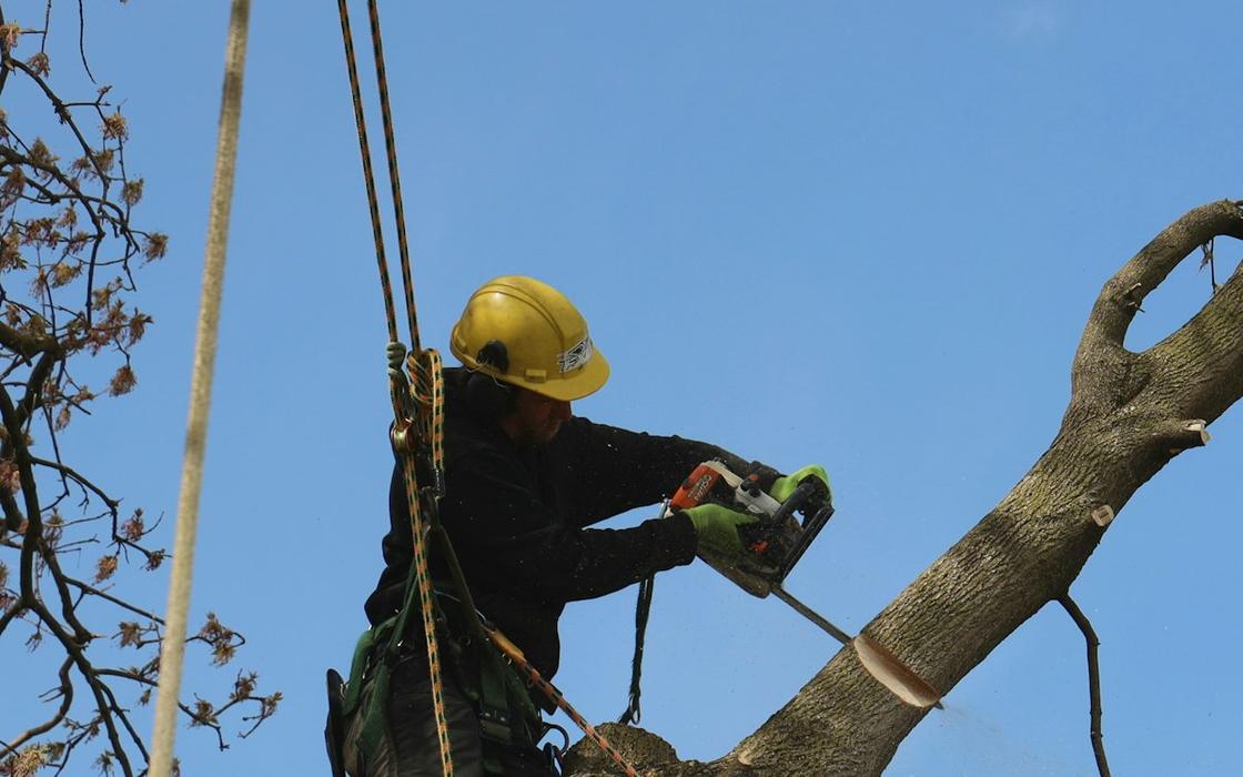 Climber roping down a large oak limb that hangs over a roof in Framingham, MA